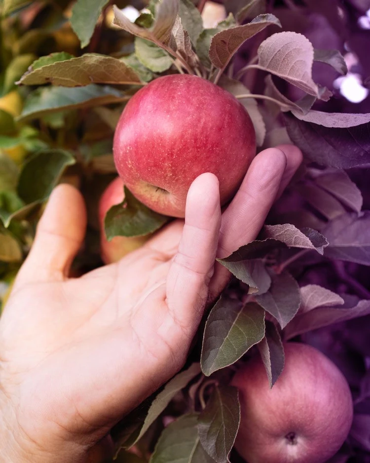 Una mano prende una mela rossa da un albero con tante foglie